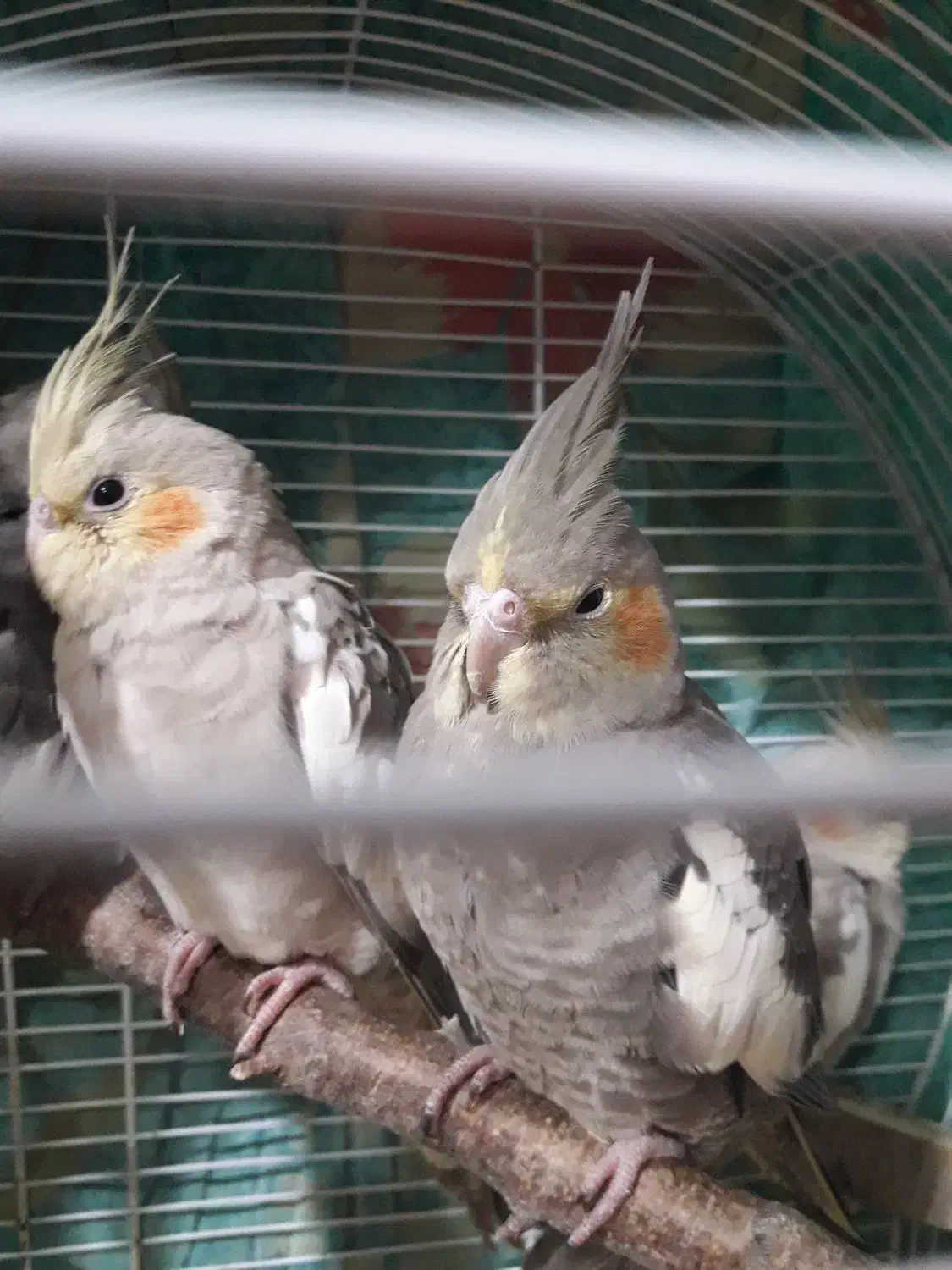 فروش عروس هلندی|پرنده|رامسر, |دیوار