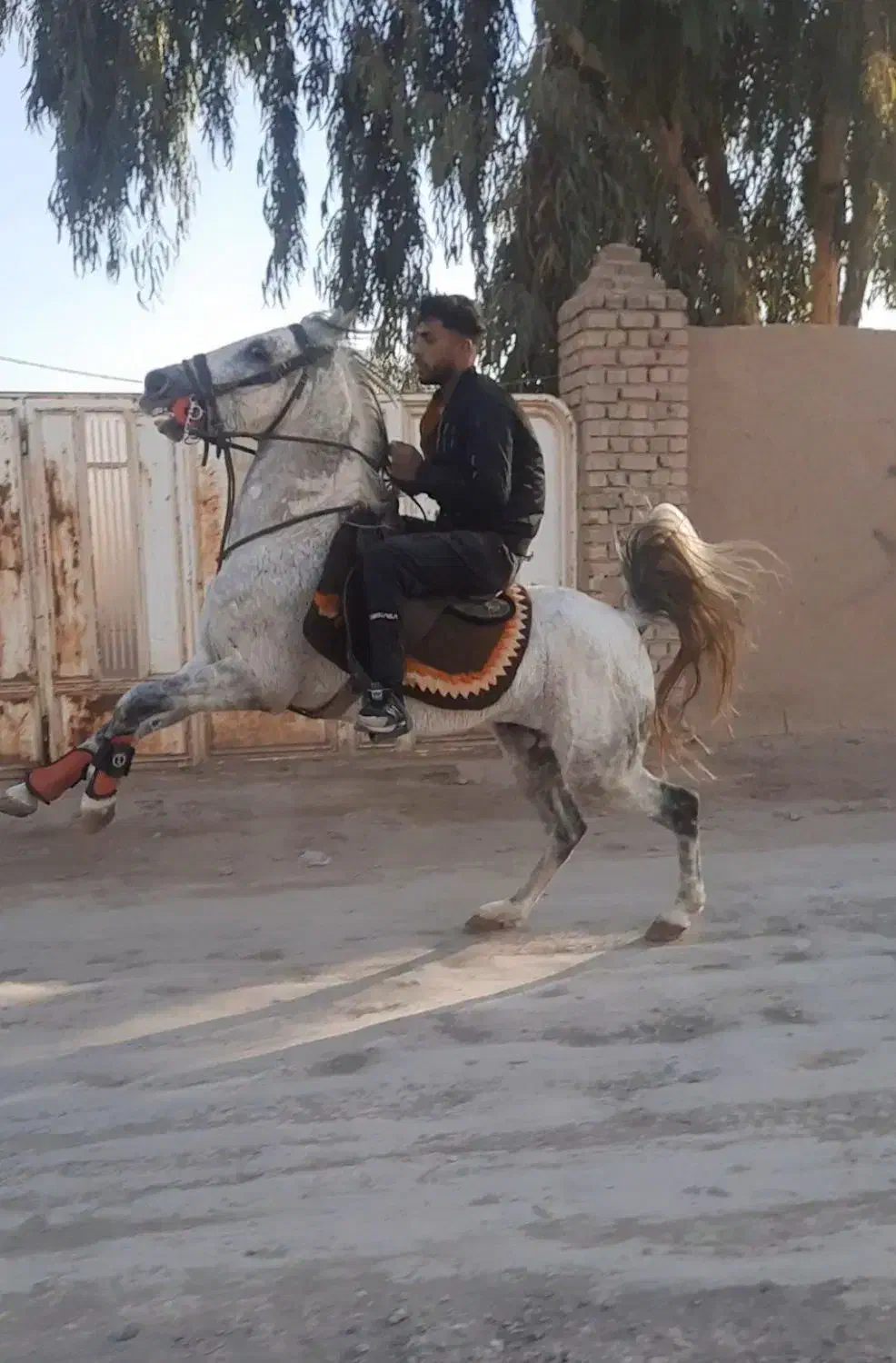 اسب کرد|اسب و تجهیزات اسب‌سواری|شهرکرد, |دیوار