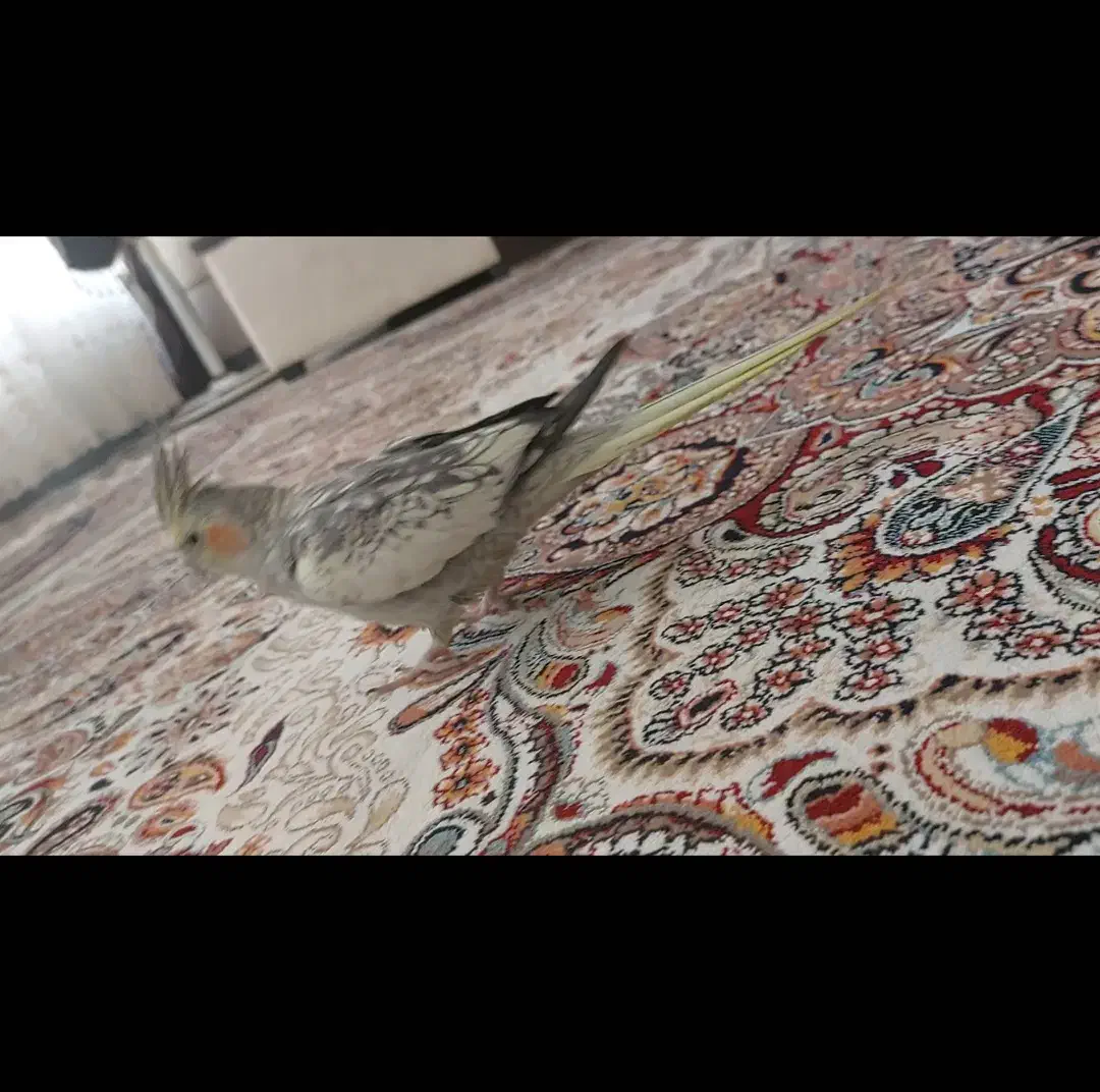 گمشده|حیوانات|قم, انصار‌الحسین|دیوار