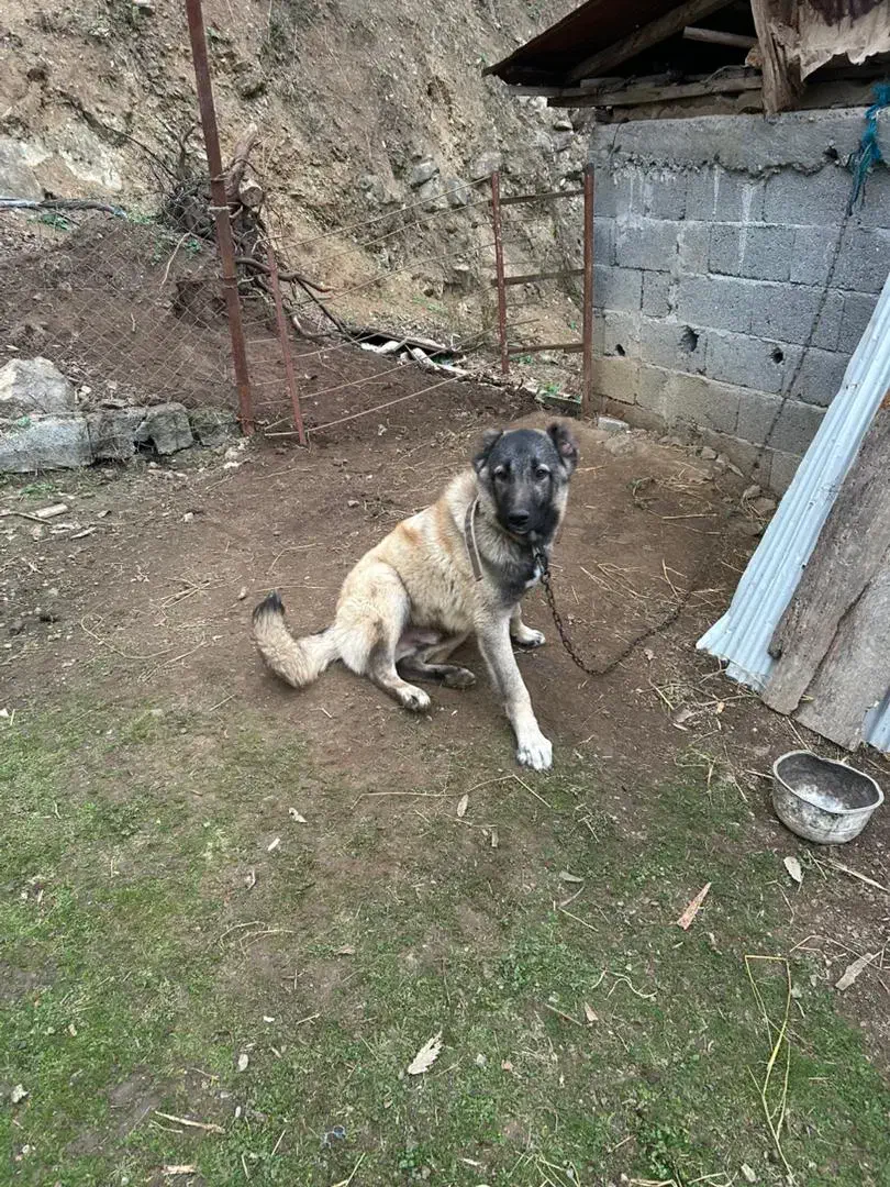 توله سگ سرابی|سگ|تالش, هشتپر|دیوار