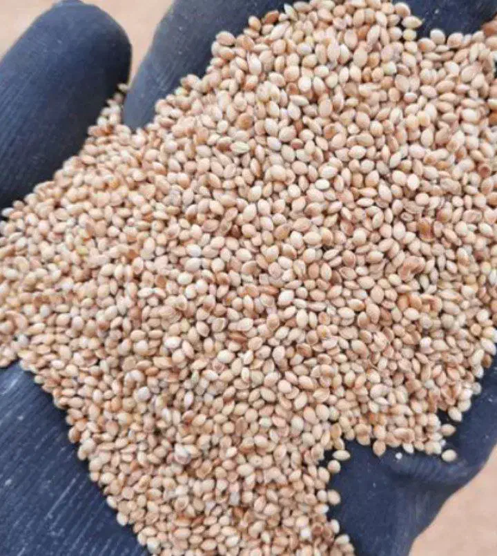 ارزن مرغ عشق عروس هلندی طوطی برزیلی|لوازم جانبی حیوانات|ارومیه, |دیوار