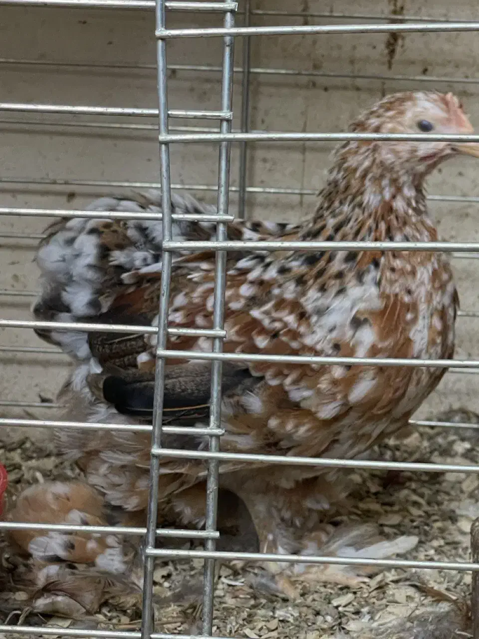 فروش یا معاوضه یک ست مرغ ردملتد|حیوانات مزرعه|بابل, |دیوار