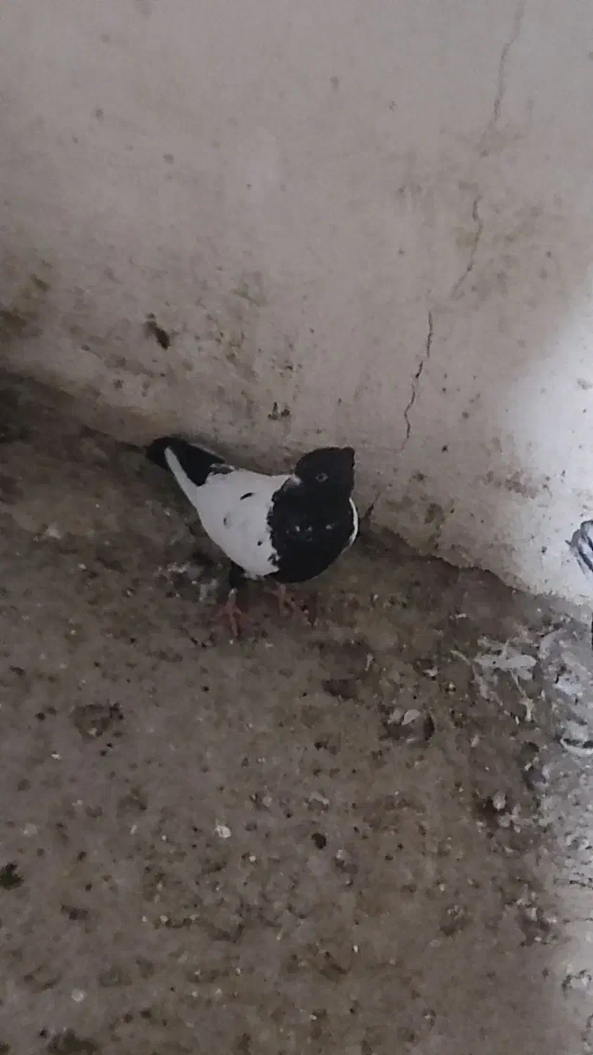 کفتر دورنگ|پرنده|قزوین, |دیوار