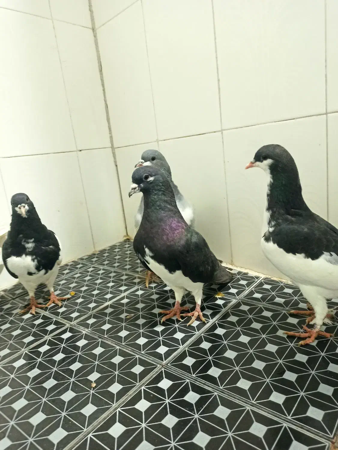 فروش دسته ی رنگی|پرنده|فراشبند, |دیوار