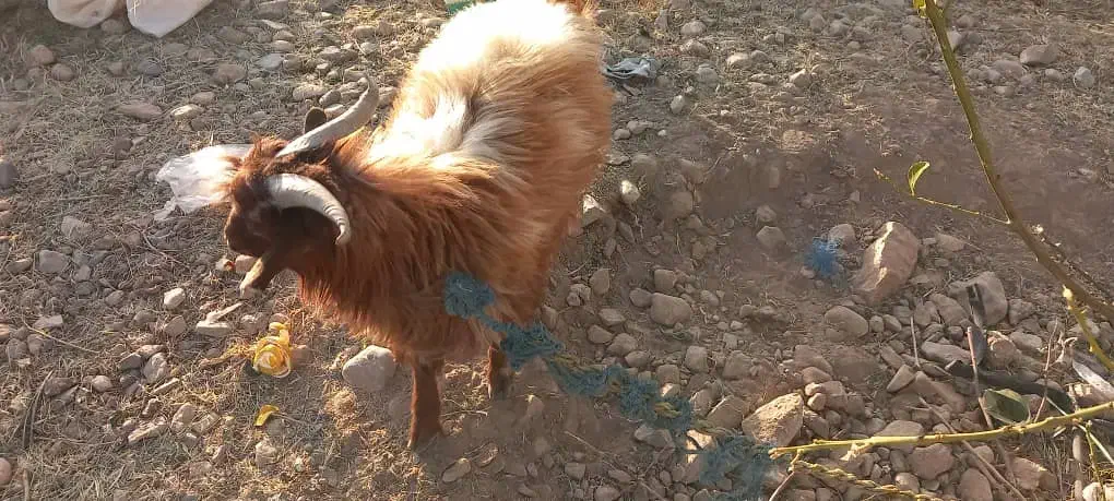 گوسفند نری  قیمت۸۳۰۰|حیوانات مزرعه|جیرفت, |دیوار