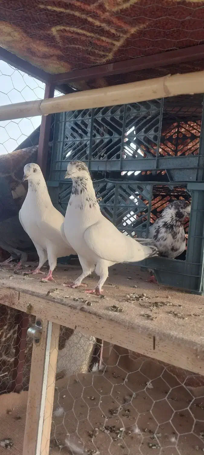 کبوتر پرشی|پرنده|سرپل ذهاب, |دیوار