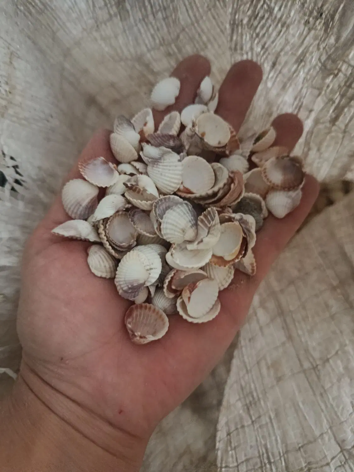 صدف|صنایع دستی و سایر لوازم تزئینی|مشهد, حجاب (شهرک غرب)|دیوار