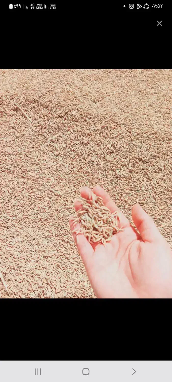 برنج هاشمی|خوردنی و آشامیدنی|بهبهان, |دیوار