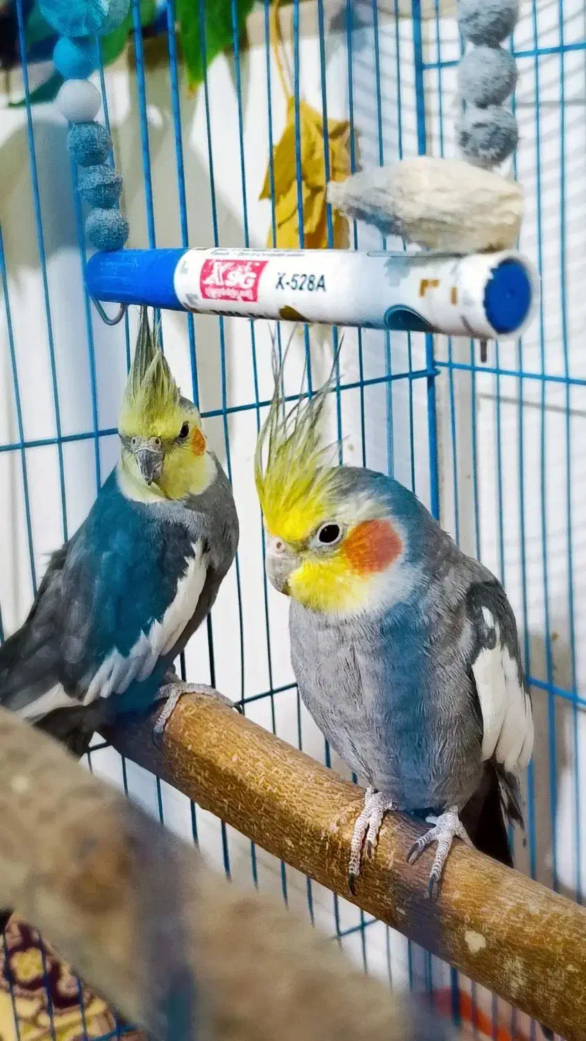 عروس هلندی|پرنده|حمیدیا, |دیوار