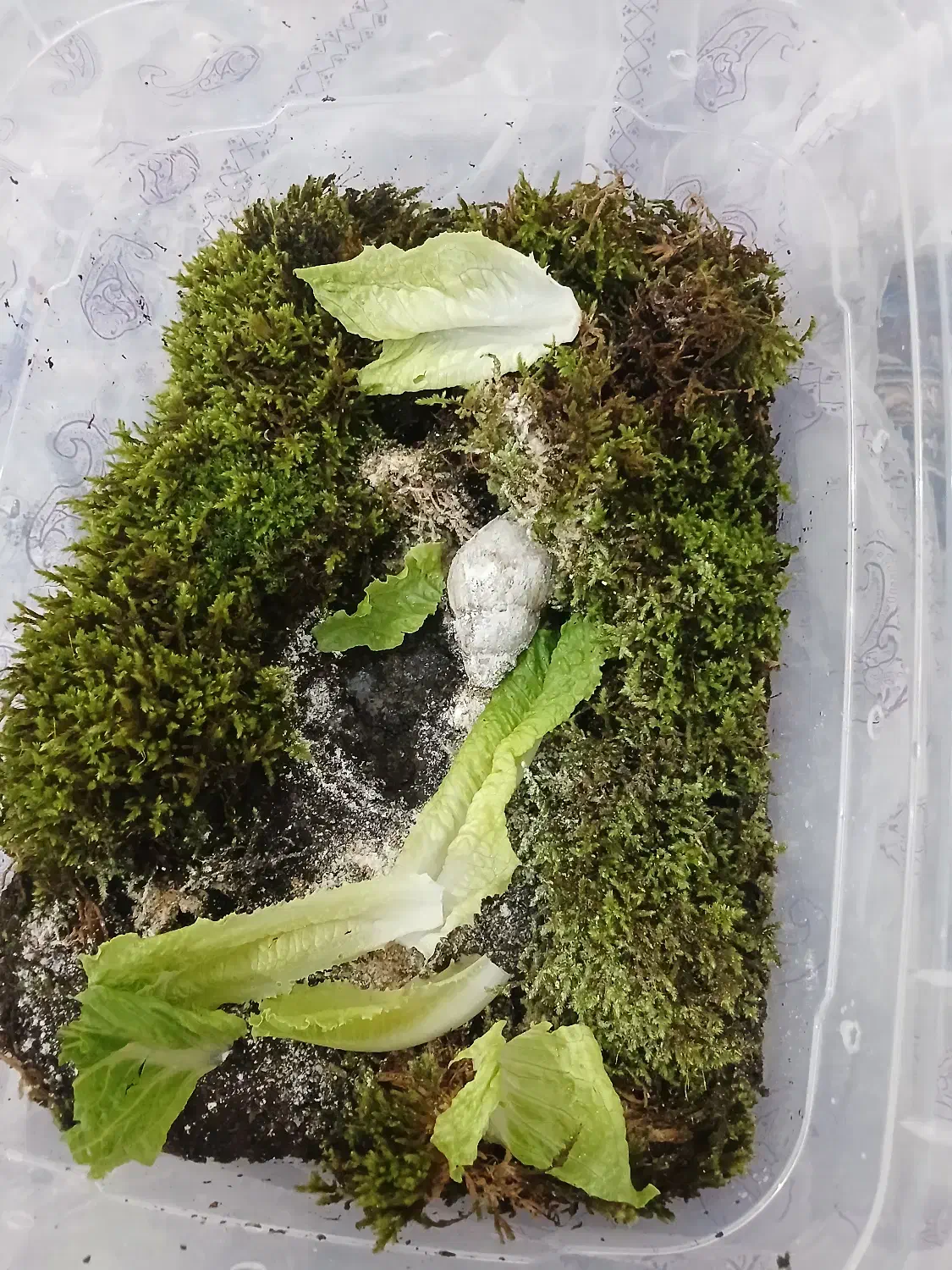 حلزون مولد|خزنده|قم, دانش|دیوار