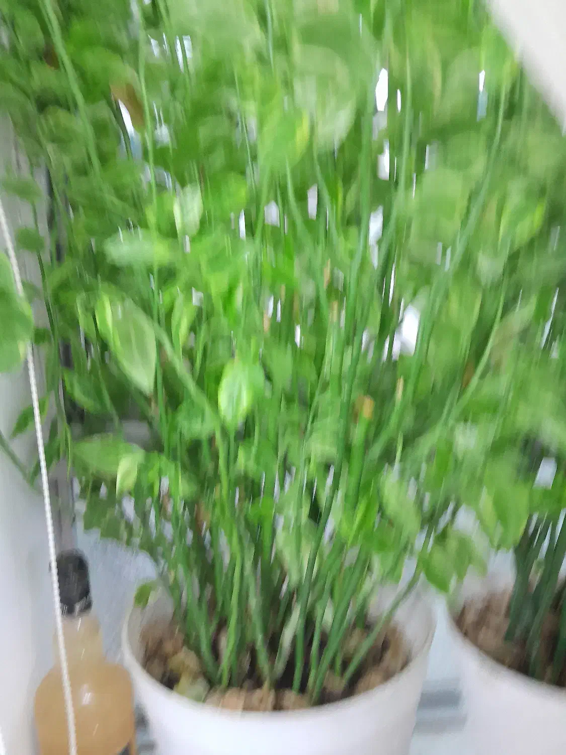 گل.پدلانتوس|گل و گیاه طبیعی|رشت, پل تالشان|دیوار