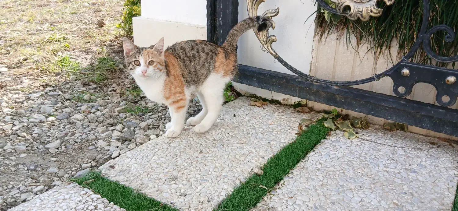 حیوان خانگی|گربه|دالخانی, |دیوار