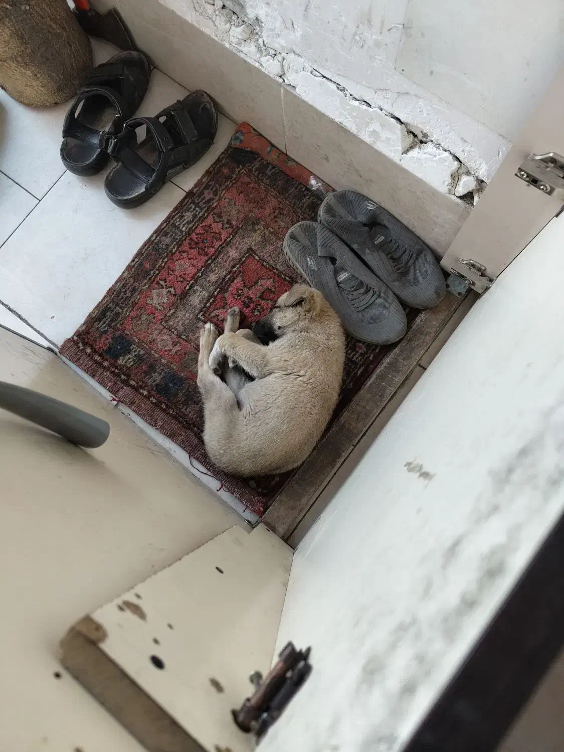 سگ نژاد محلی ماده|سگ|اهر, |دیوار