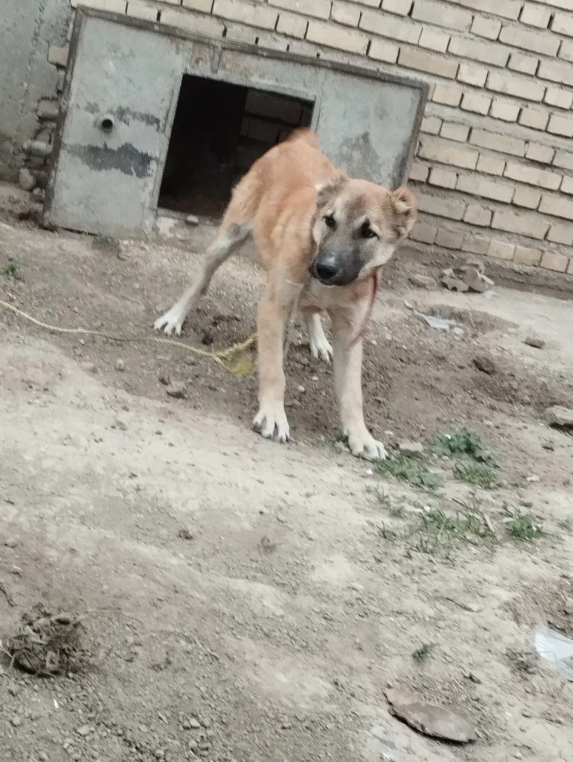 سگ دورگه|سگ|گنبد کاووس, |دیوار