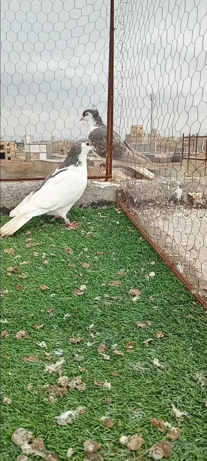 خال سیاه ماده قلدور ۳۰۰ تومان|حیوانات|مشهد, مهدی آباد|دیوار