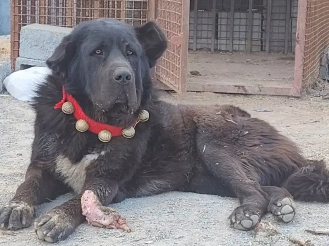 واگذاری سگ|سگ|مبارکه, |دیوار