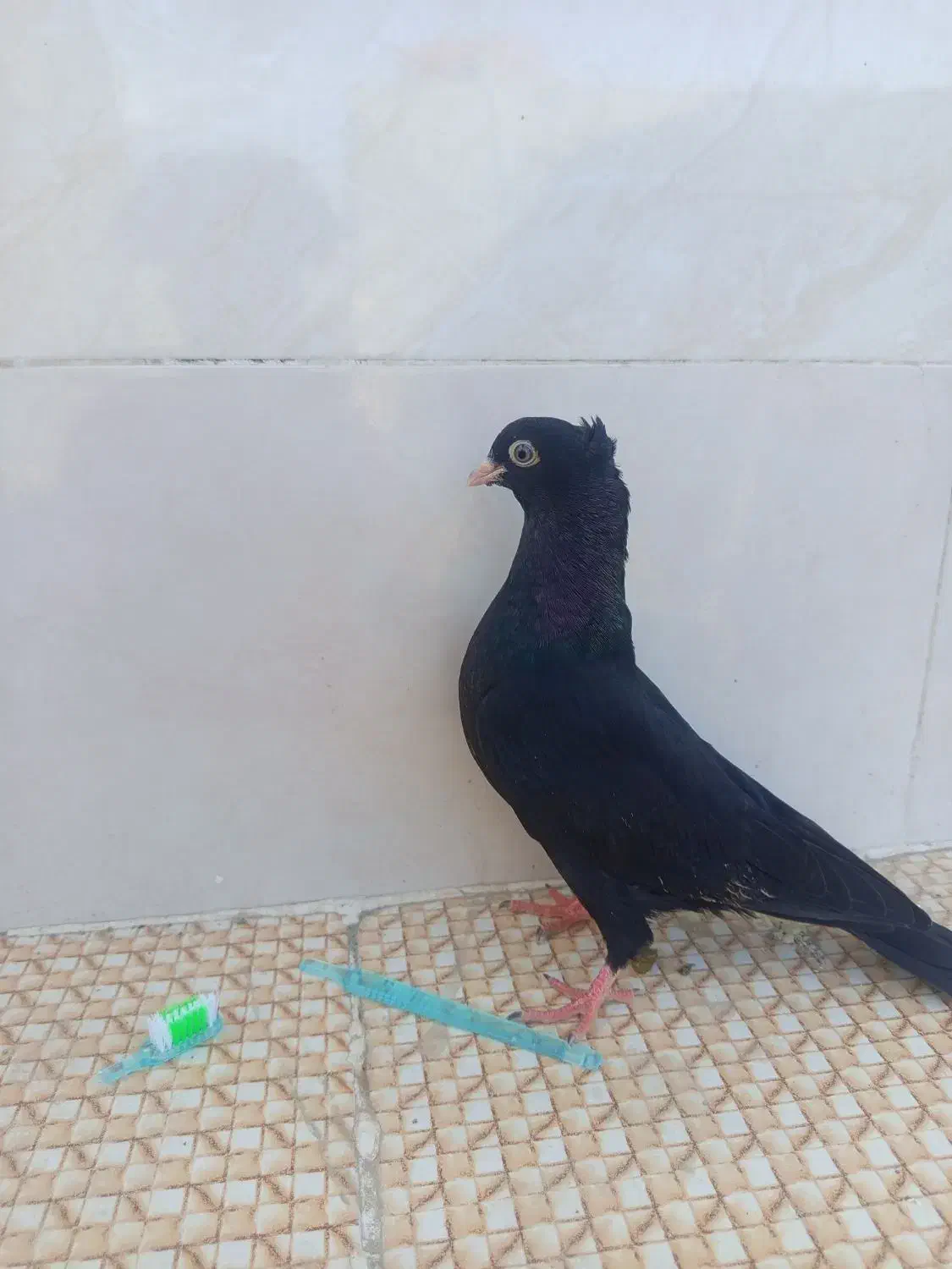 کفتر|پرنده|رودان, |دیوار