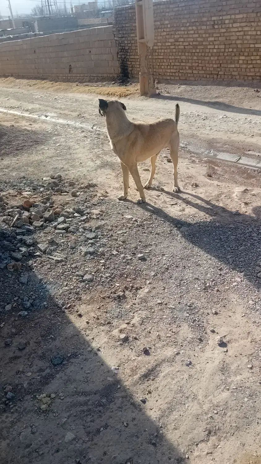 سگ عراقی|سگ|قیدار, |دیوار
