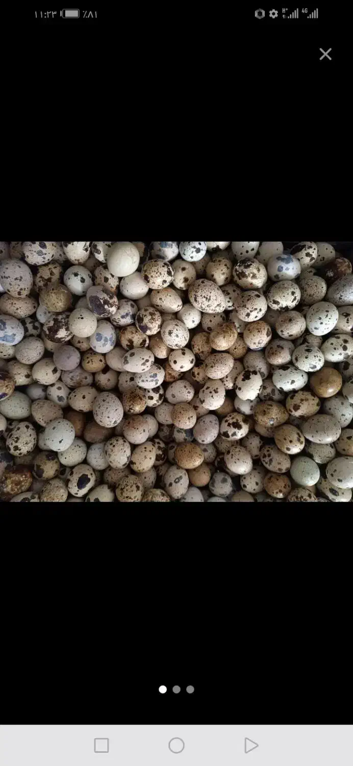 تخم بلدرچین تازه|خوردنی و آشامیدنی|کاشمر, |دیوار