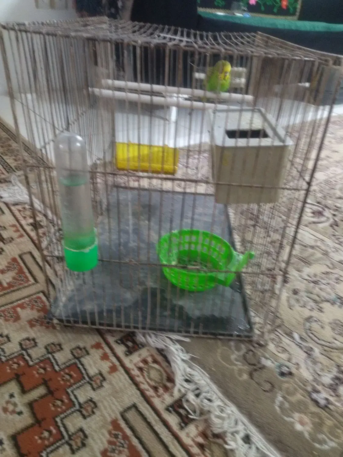 مرغ عشق|پرنده|مشهد, بهارستان|دیوار