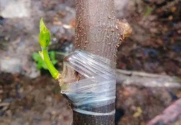 کلیه خدمات باغبانی|خدمات باغبانی و درختکاری|بناب, |دیوار