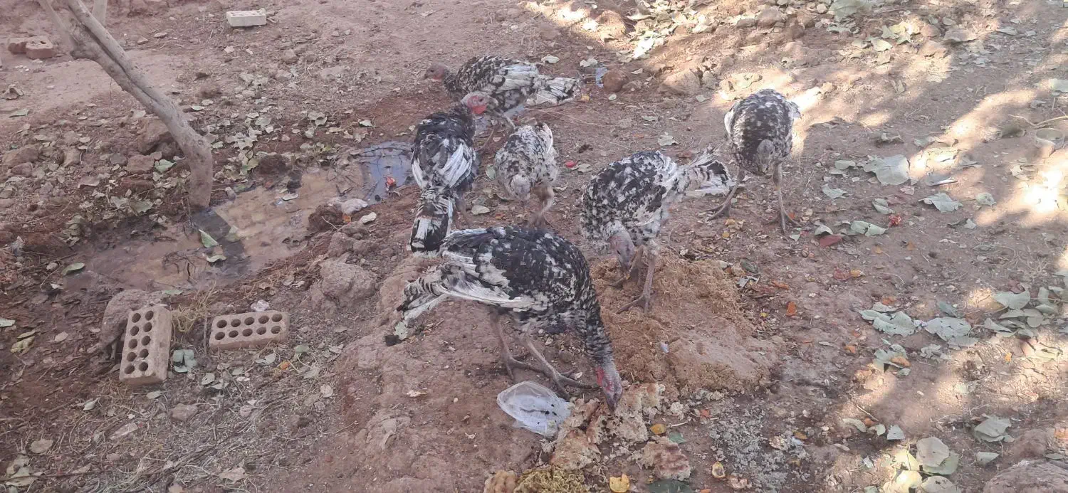 بوقلمون گوشتی|حیوانات مزرعه|پائین جام, |دیوار