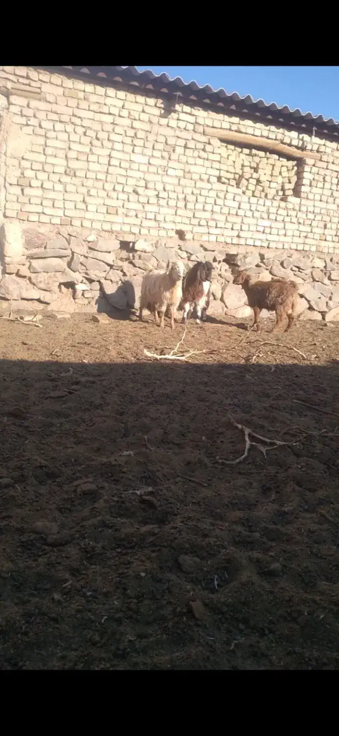 ۳ تا بزغاله نر چاق فروشی گوسفند.میش.بز.بزغاله|حیوانات مزرعه|تربت‌حیدریه, پائین ولایت|دیوار