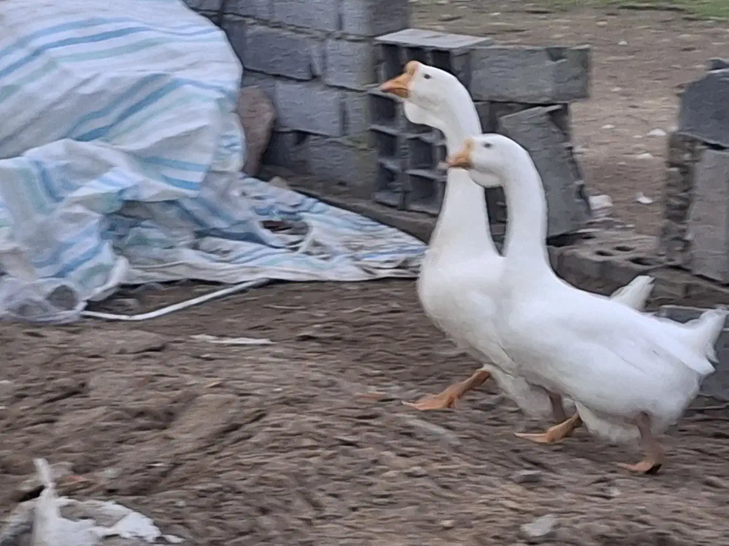 قوغاز (لیندا)|حیوانات مزرعه|بهنمیر, |دیوار