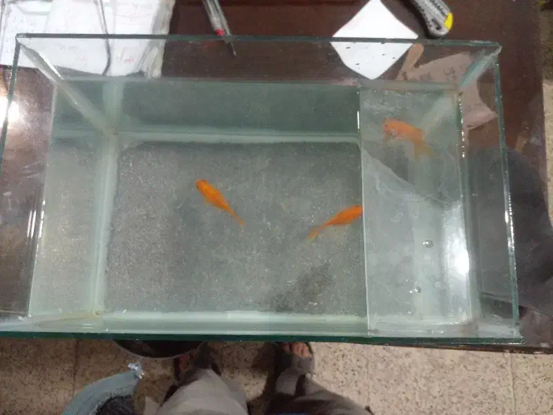 ماهی قرمز همراه آکواریوم|ماهی|ارومیه, |دیوار