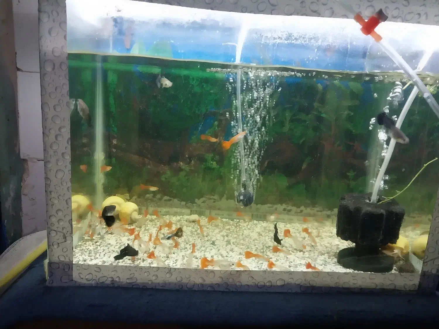 آکواریوم و کوپی|ماهی|قم, شاه ابراهیم|دیوار