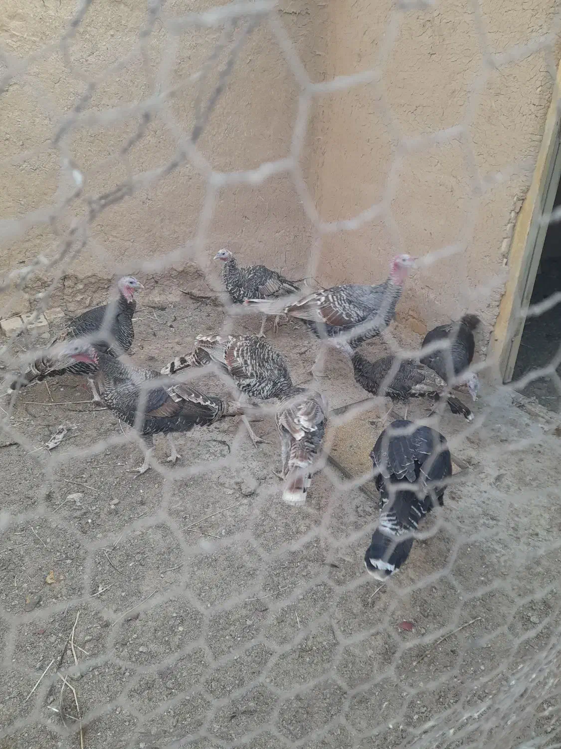 بوقلمون لری|حیوانات مزرعه|شهرضا, |دیوار