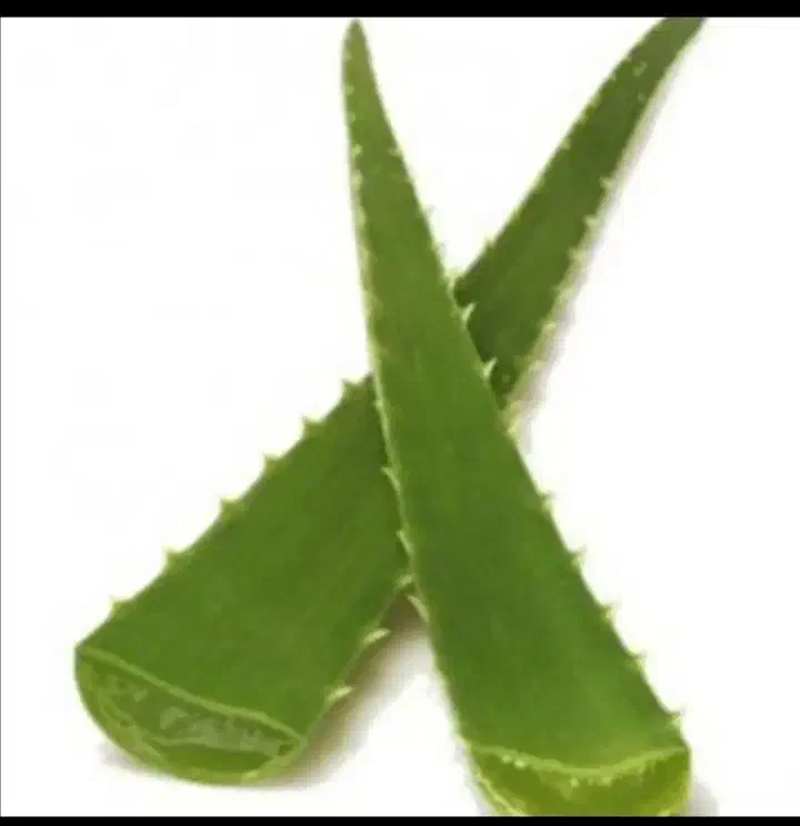 گل آلوورا|گل و گیاه طبیعی|مشهد, آیت الله خامنهای|دیوار