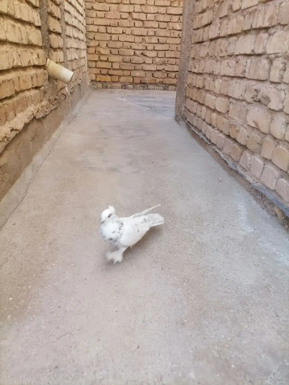 کفتر طوق سرور|پرنده|شیراز, گچی|دیوار