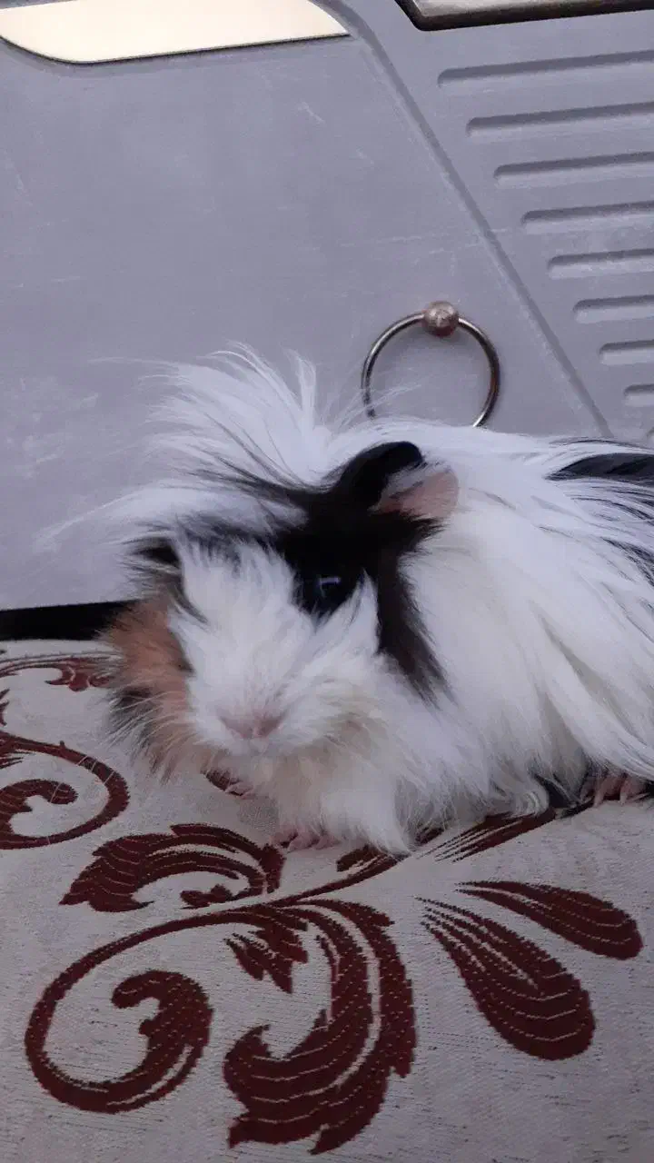 خوکچه هندی نر|موش و خرگوش|بوکان, |دیوار