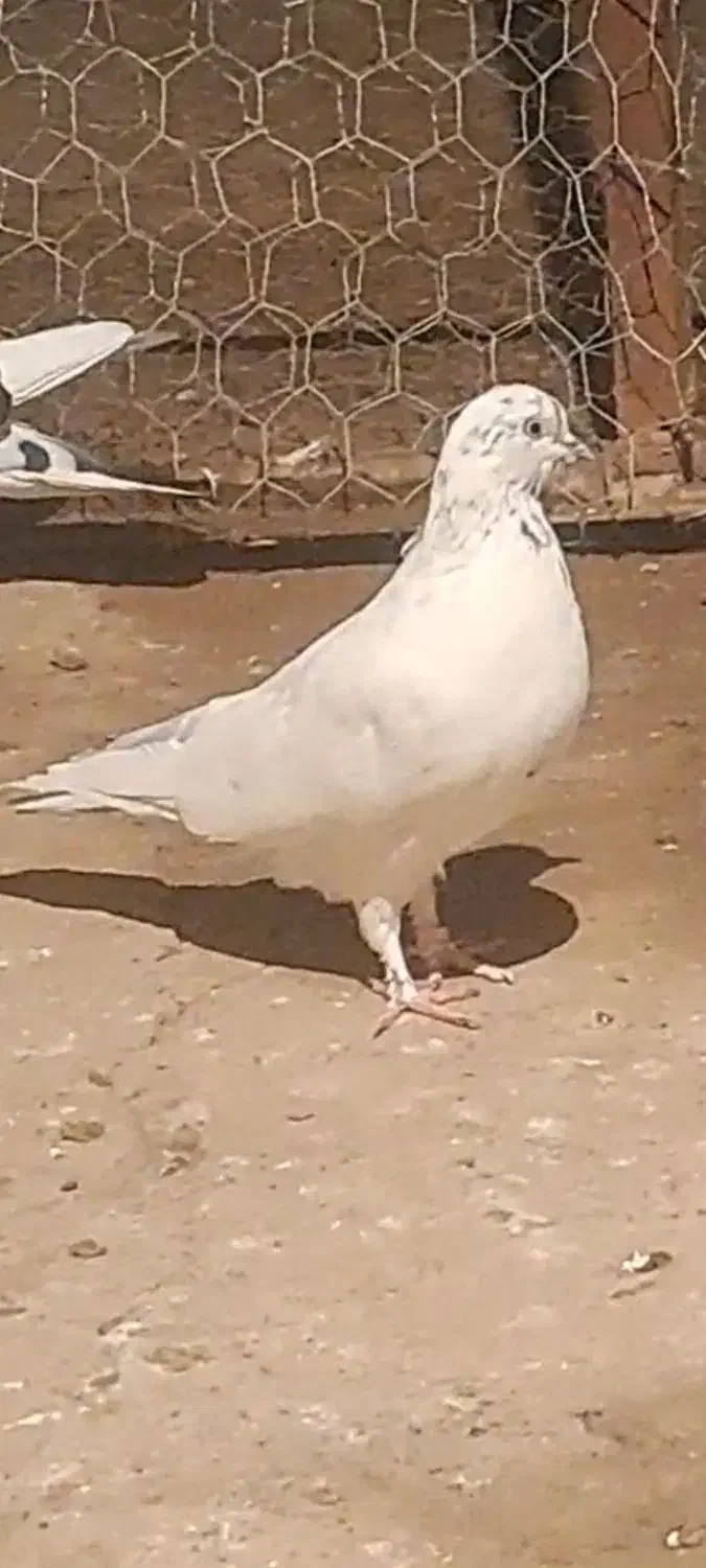 کفتر|پرنده|قم, قلعه کامکار|دیوار