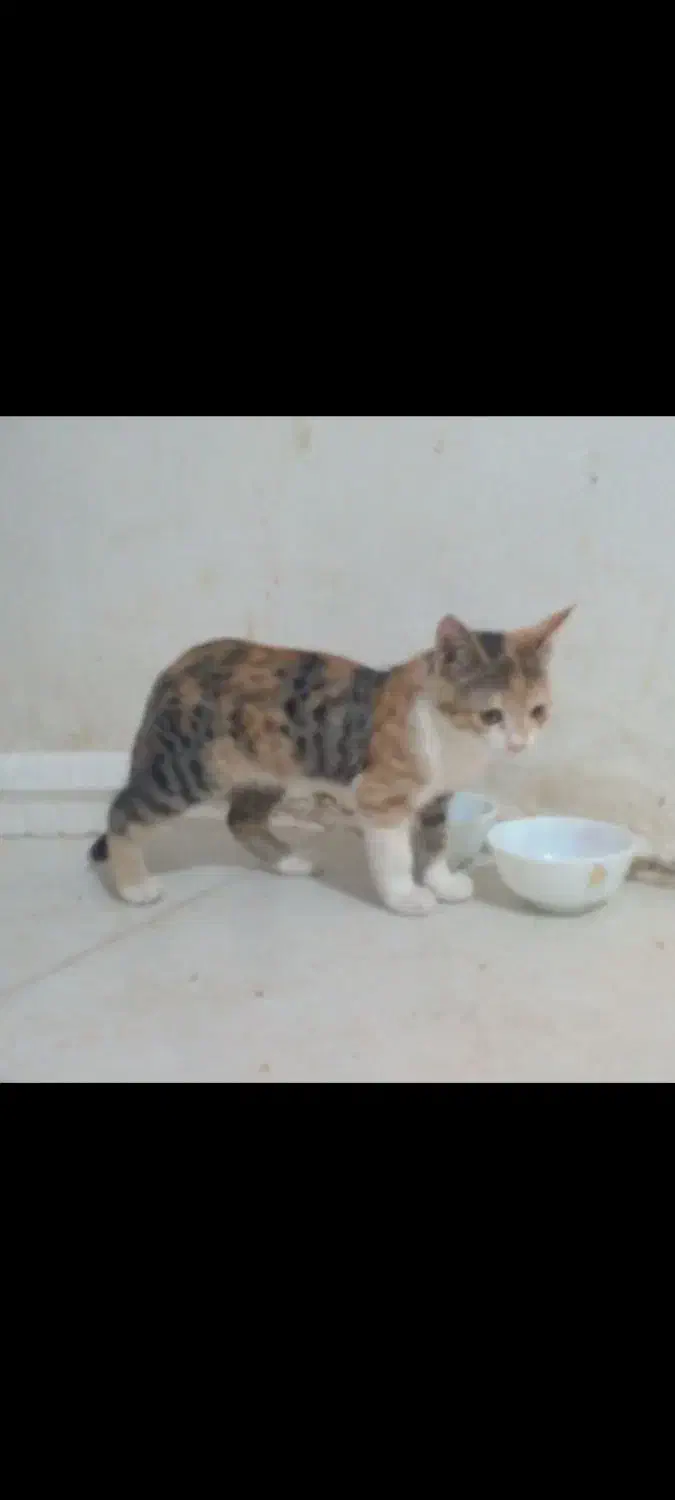 بچه گربه|گربه|طرقبه, |دیوار