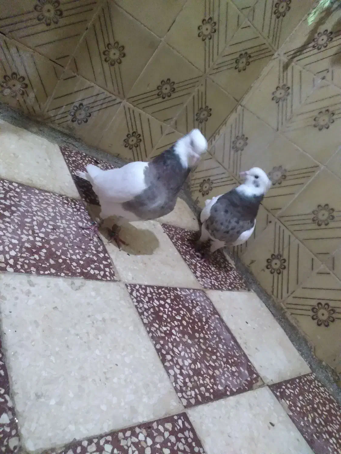 یه جفت کبوتر طوقی|پرنده|قزوین, |دیوار