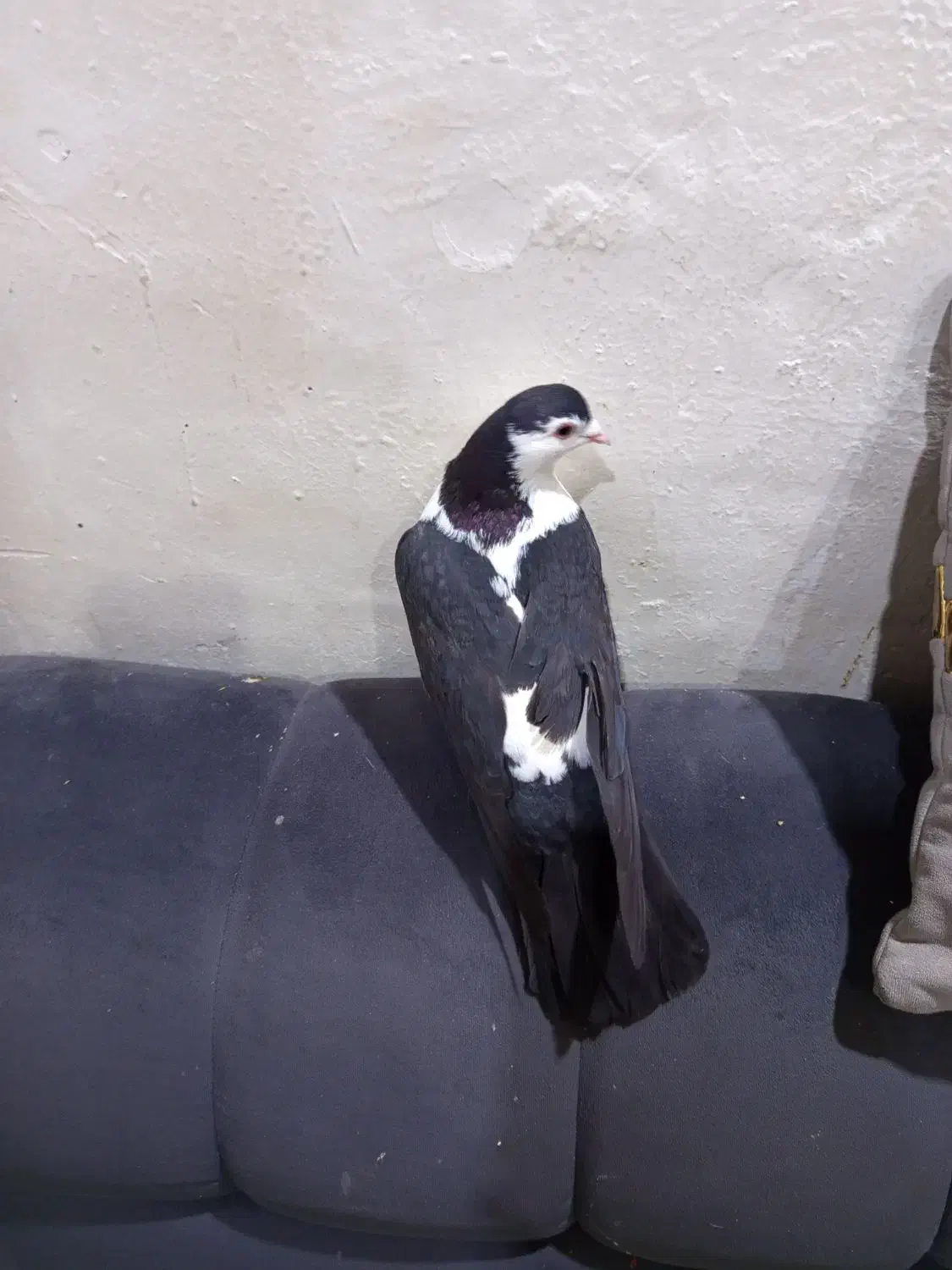 طاقی|پرنده|آران و بیدگل, |دیوار