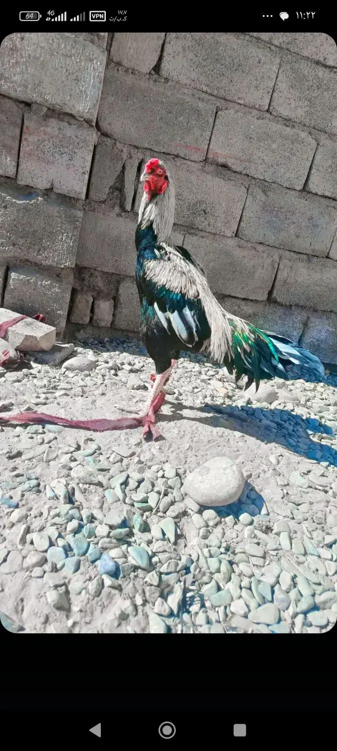 خروس جاوا|حیوانات مزرعه|ایرانشهر, |دیوار