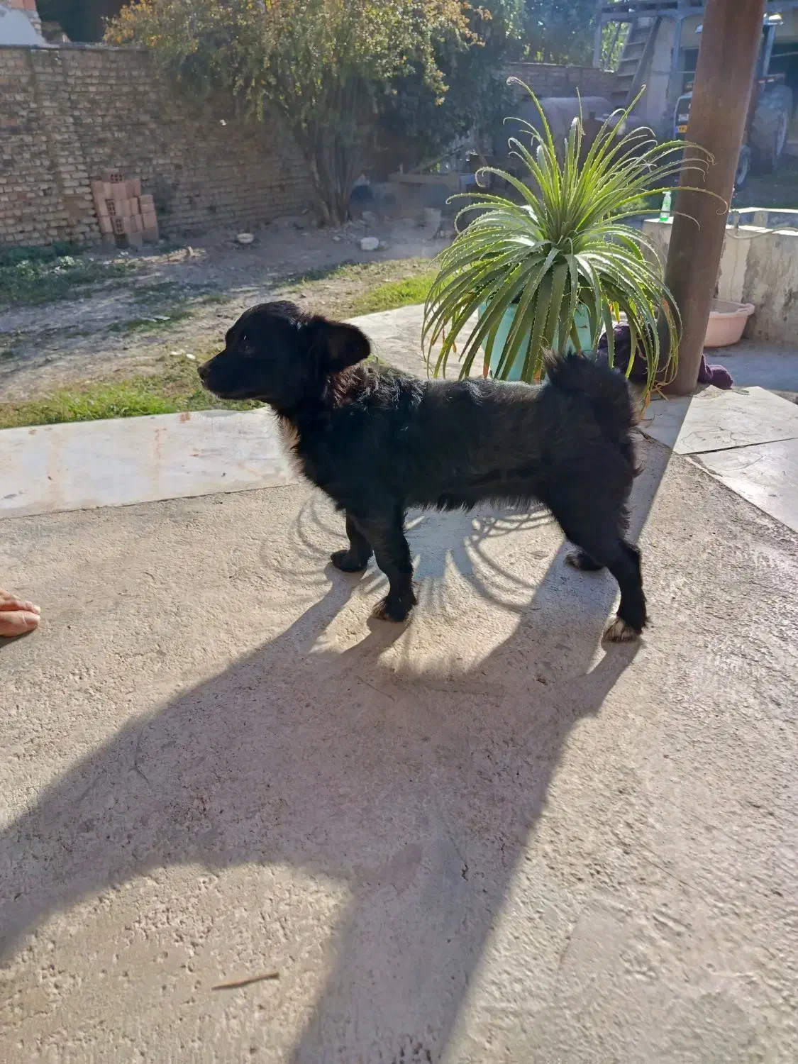 سگ دورگه باهوش|سگ|گرگان, |دیوار