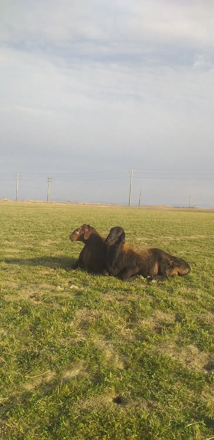 گوسفند|حیوانات مزرعه|شراء, |دیوار