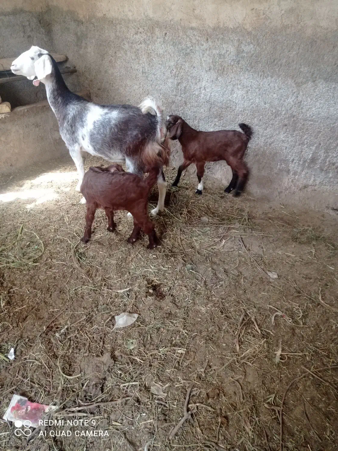 بز با دو عدد کره نر ۳ ماهه|حیوانات مزرعه|تفت, |دیوار