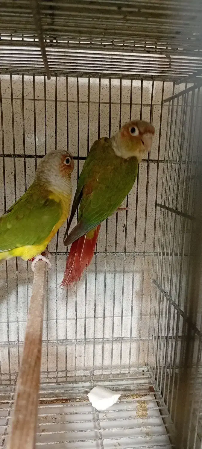 گرینچیک جفت بالغ|پرنده|پاکدشت, پاکدشت (مامازند)|دیوار