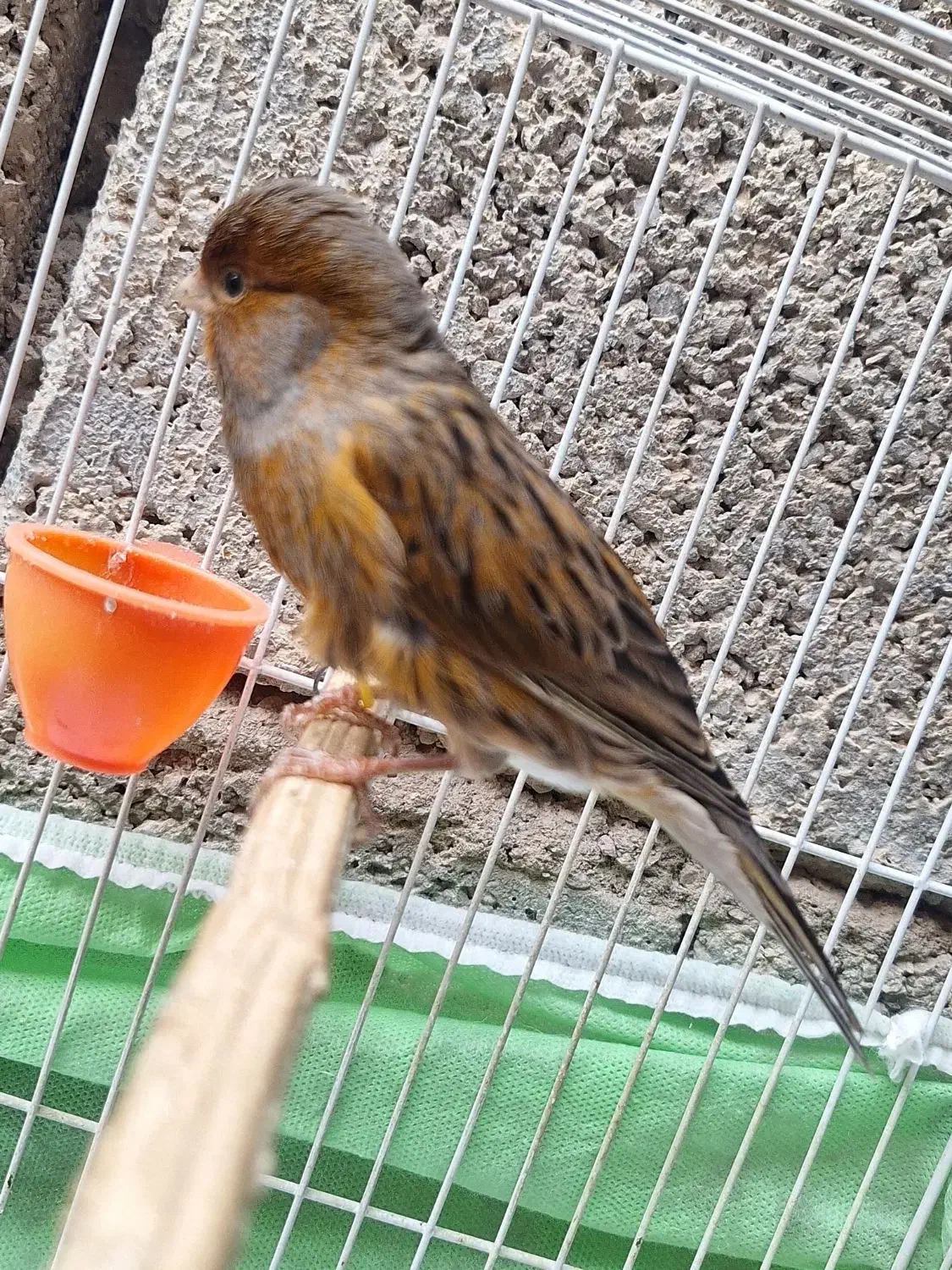 قناری  پرتقالی درشت کوتاه بلند سوخته مست مست|پرنده|کارون, |دیوار