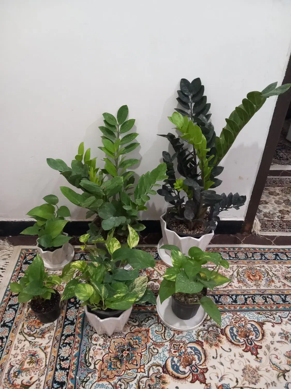 سبز لباس|کفش و لباس بچه|بندر دیر, |دیوار