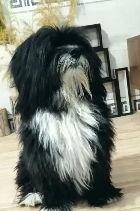 سگ پاکوتاه نژاد تریر|سگ|قم, صفاشهر|دیوار