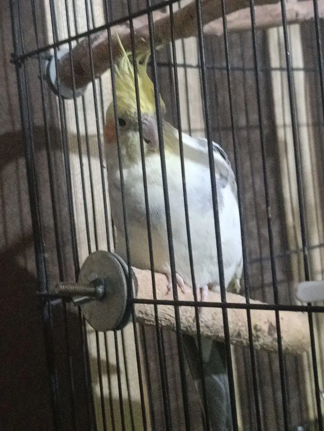 عروس هلندی نر|پرنده|گلستان (تهران), |دیوار