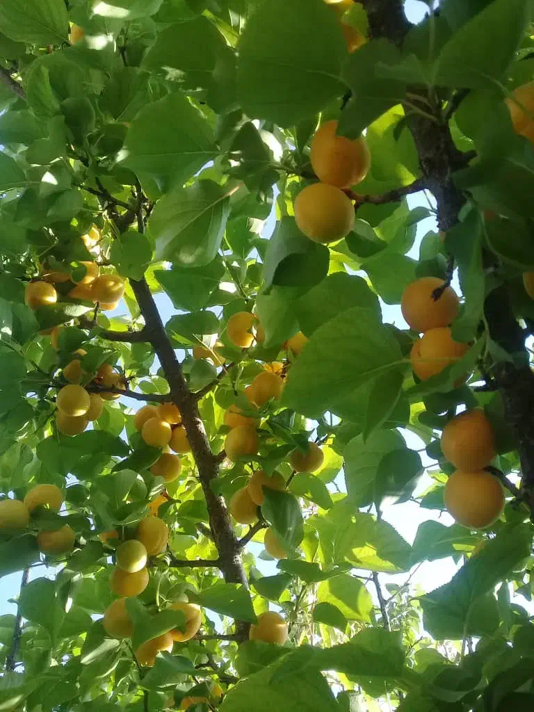 محصولات ارگانیک و خونگی|خوردنی و آشامیدنی|شیراز, منطقه هوایی شهید دوران|دیوار