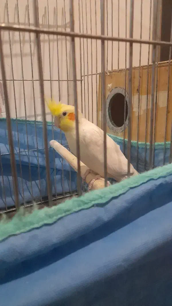 جفت عروس هلندی لوتینو|پرنده|مهاجران, |دیوار