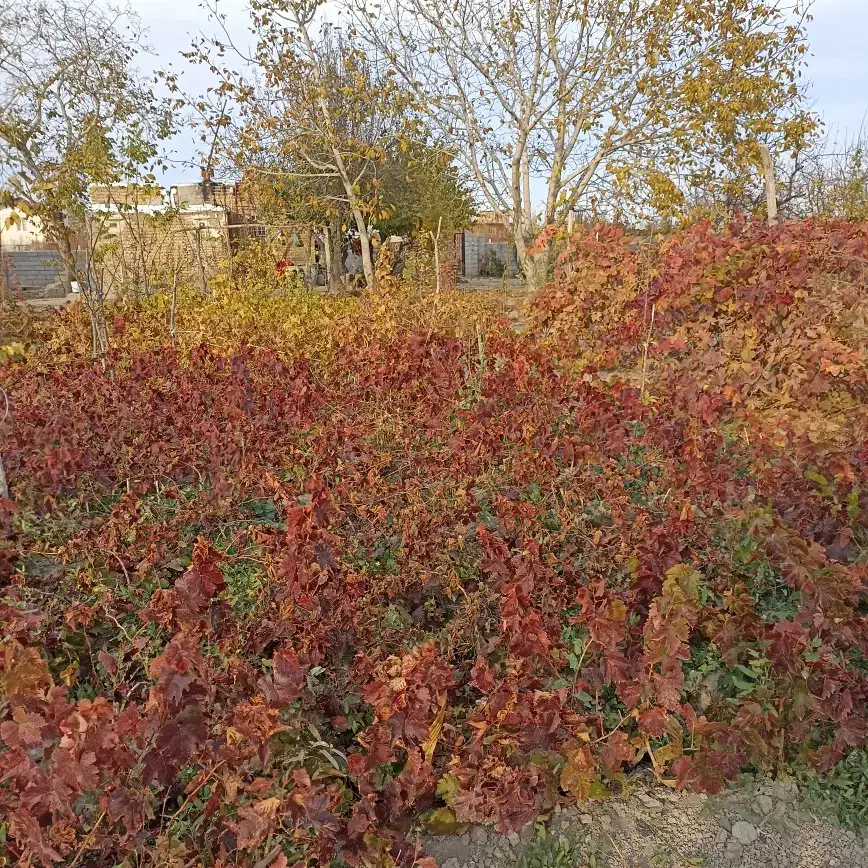 فروش نهال بادام گردو انگور|خدمات باغبانی و درختکاری|ارومیه, |دیوار